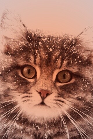 Кот в снегу обои