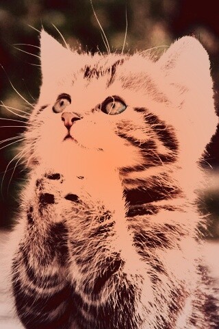 Непередаваемо прелестный котенок сложил лапки обои