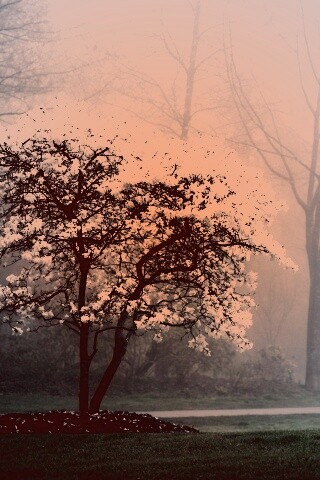 Цветущее дерево обои