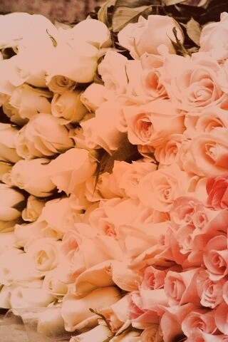 Букеты светлых роз обои