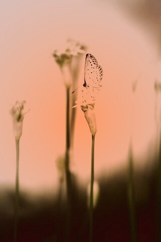 Бабочка на цветке обои