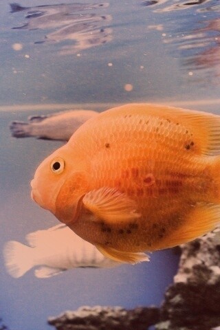 Жёлтая рыбка обои