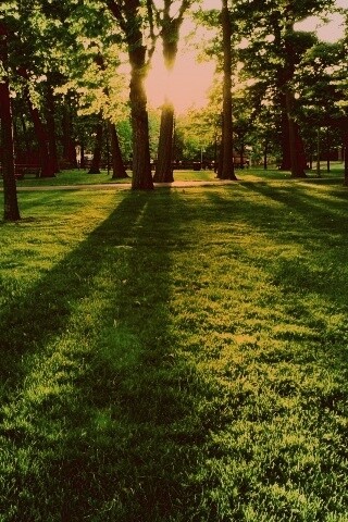 Лучи солнца сквозь листву деревьев обои