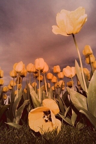 Жёлтые тюльпаны обои