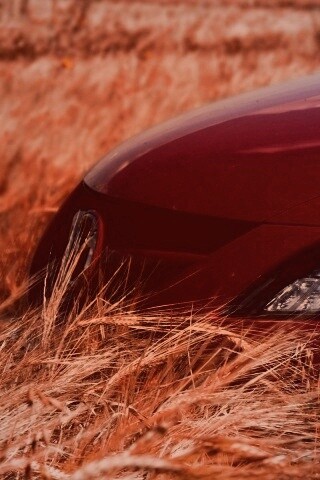 Мазда в пшенице обои