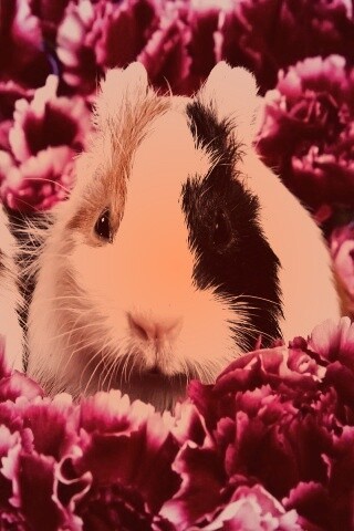 Морские свинки в гвоздиках обои