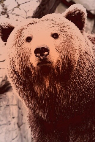 Бурый мишка обои