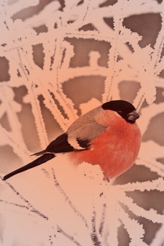 Снегирь на ветке обои