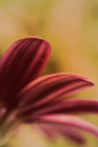 Макро фото цветка обои