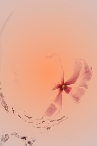 Нежный цветок в бокале на фоне голубого неба обои