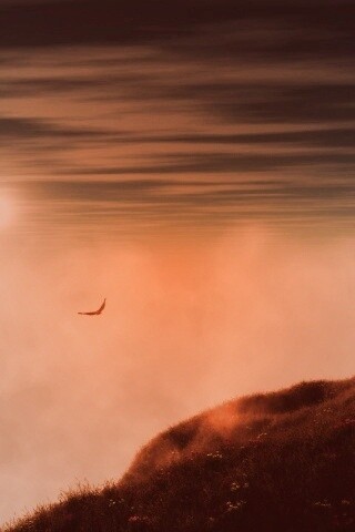 Птица парит над туманом обои