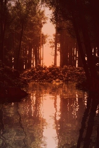 Болото в лесу обои