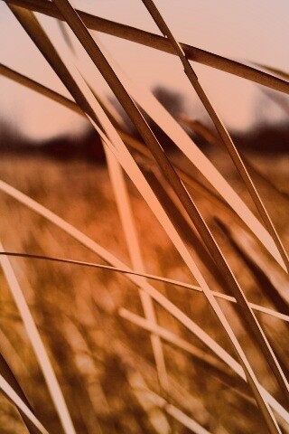 Желтая трава обои