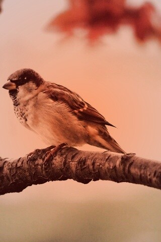 Птичка на ветке обои