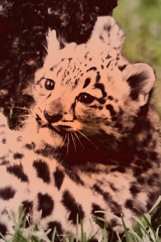 Котенок большой дикой кошки обои