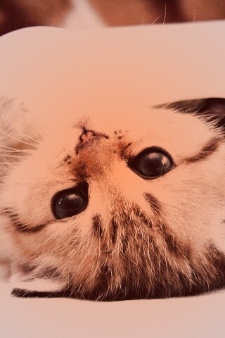 Котёнок вверх ногами обои