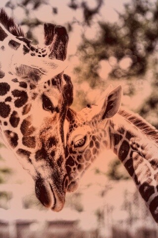 Жирафа и жирафёнок обои