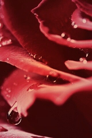 Капли на лепестках розы обои