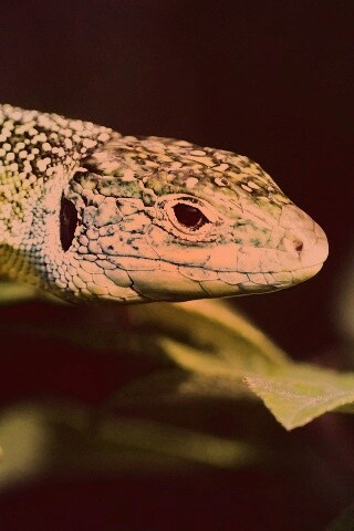 Ящерка на листьях обои