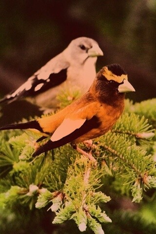 Птички с зелёными клювами обои