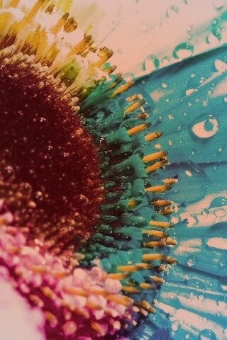 Цветик семицветик обои