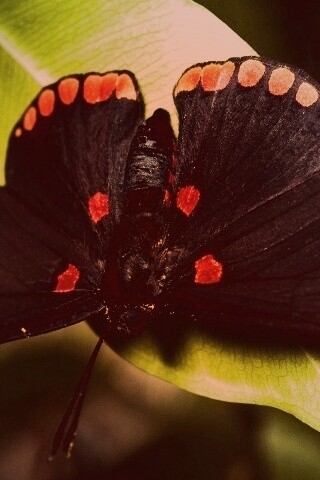 Бабочка на листе обои