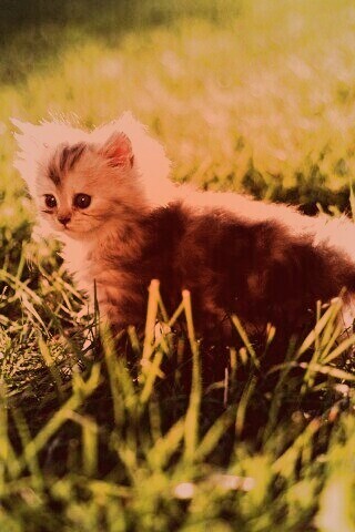 Котёнок в траве обои