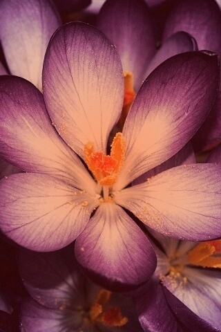 Сиреневый цветок обои