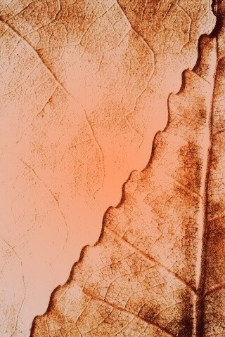 Текстура желтых увядших листьев обои