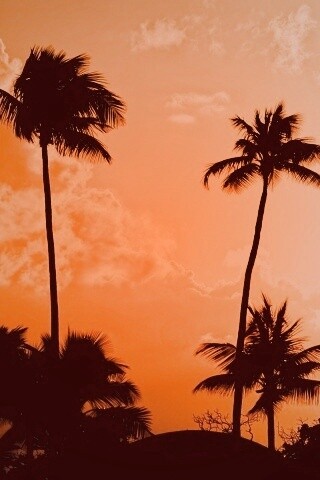Пальмы на закате обои