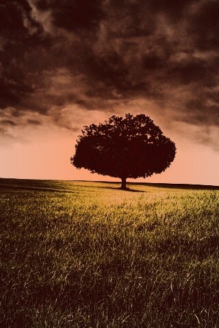 Одинокое дерево под грозовым небом обои