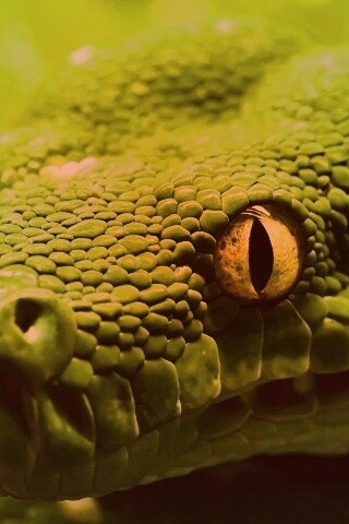 Страшно красивая обои