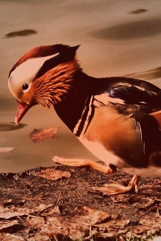 Уточка - мандаринка обои