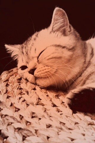 Пушистый кот спит на корзине обои