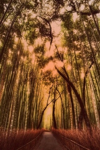 Дорога в тростниковых зарослях обои