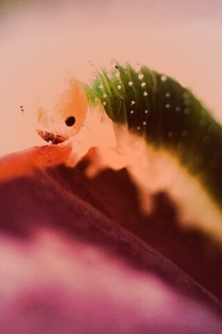Гусеница бабочки на лепестке обои