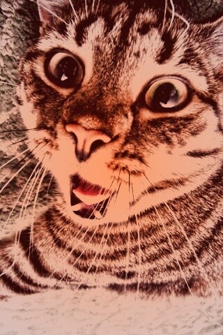 Спалившийся на ковре кошак обои