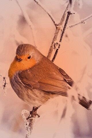 Птичка на ветке обои