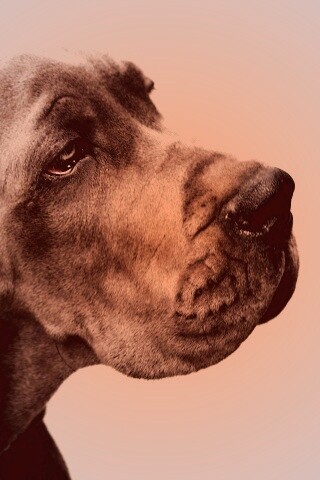 Грустная собака обои