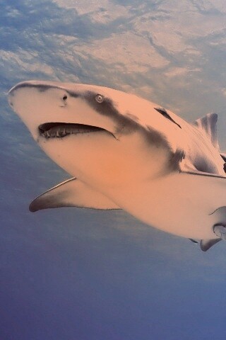 Красивая глубоководная акула обои