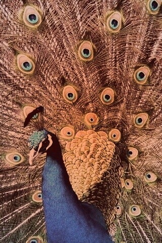 Павлин, говоришь... обои