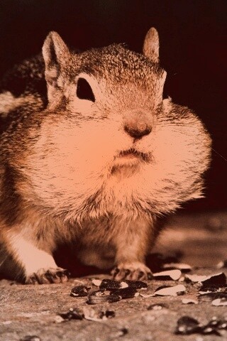 Не жадный, а бережливый обои