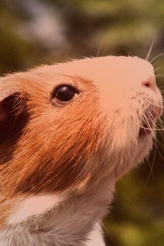 Морская свинка - романтик обои