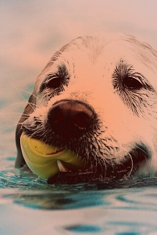 Пёс с игрушкой в зубах обои