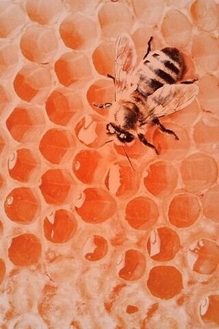 Пчела на сотах с медом обои