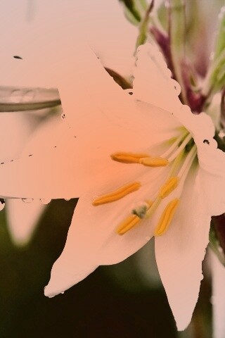 Белая лилия обои