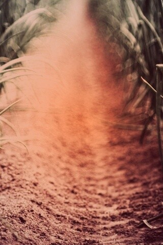 Тропинка в траве обои