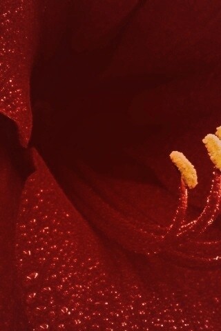 Красная манящая лилия обои