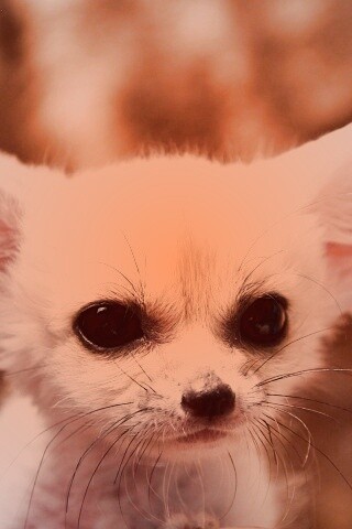 Угрюмый ушан обои