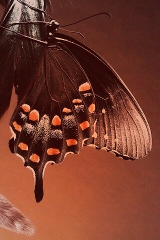 Красивая бабочка обои